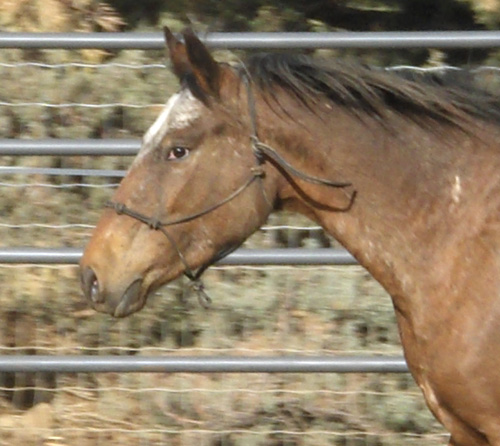 Jodi head crop